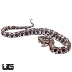 Baby Black Anery Brazilian Rainbow Boa #2