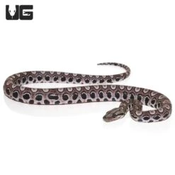 Baby Black Anery Brazilian Rainbow Boa #3