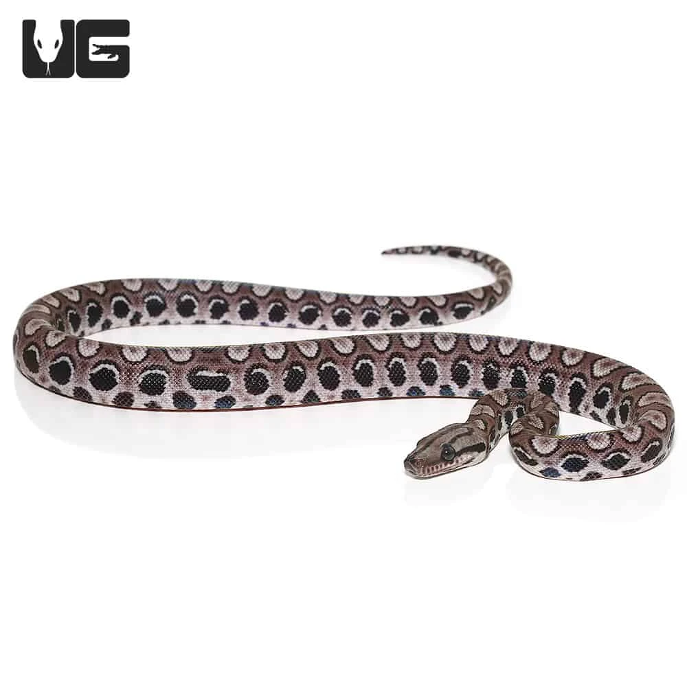 Baby Black Anery Brazilian Rainbow Boa #3