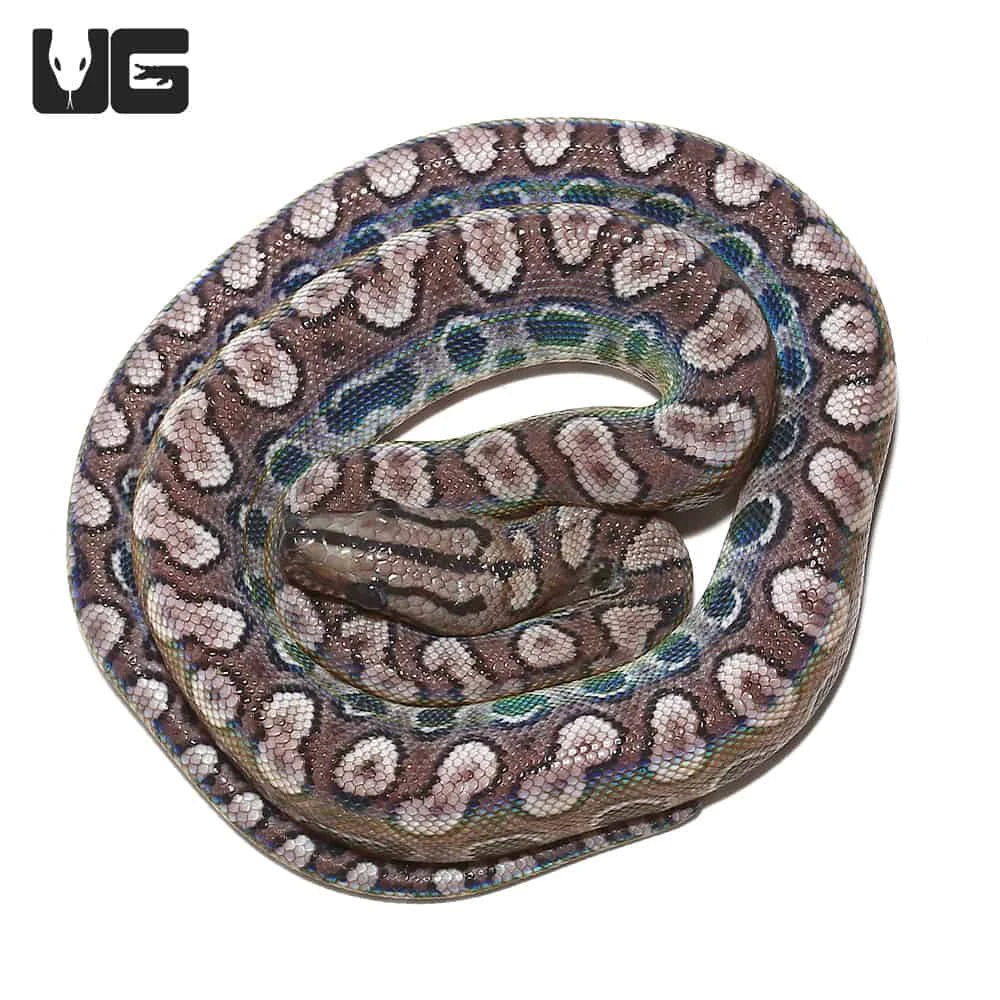 Baby Black Anery Brazilian Rainbow Boa #3 - Image 4