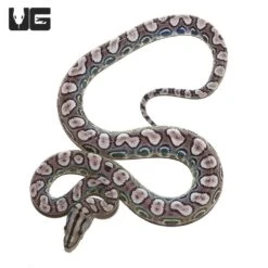 Baby Black Anery Brazilian Rainbow Boa #4