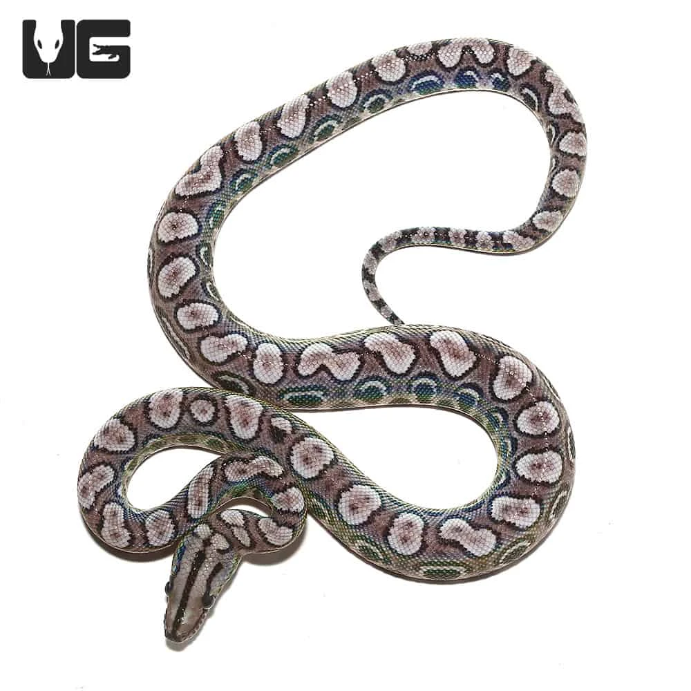 Baby Black Anery Brazilian Rainbow Boa #4