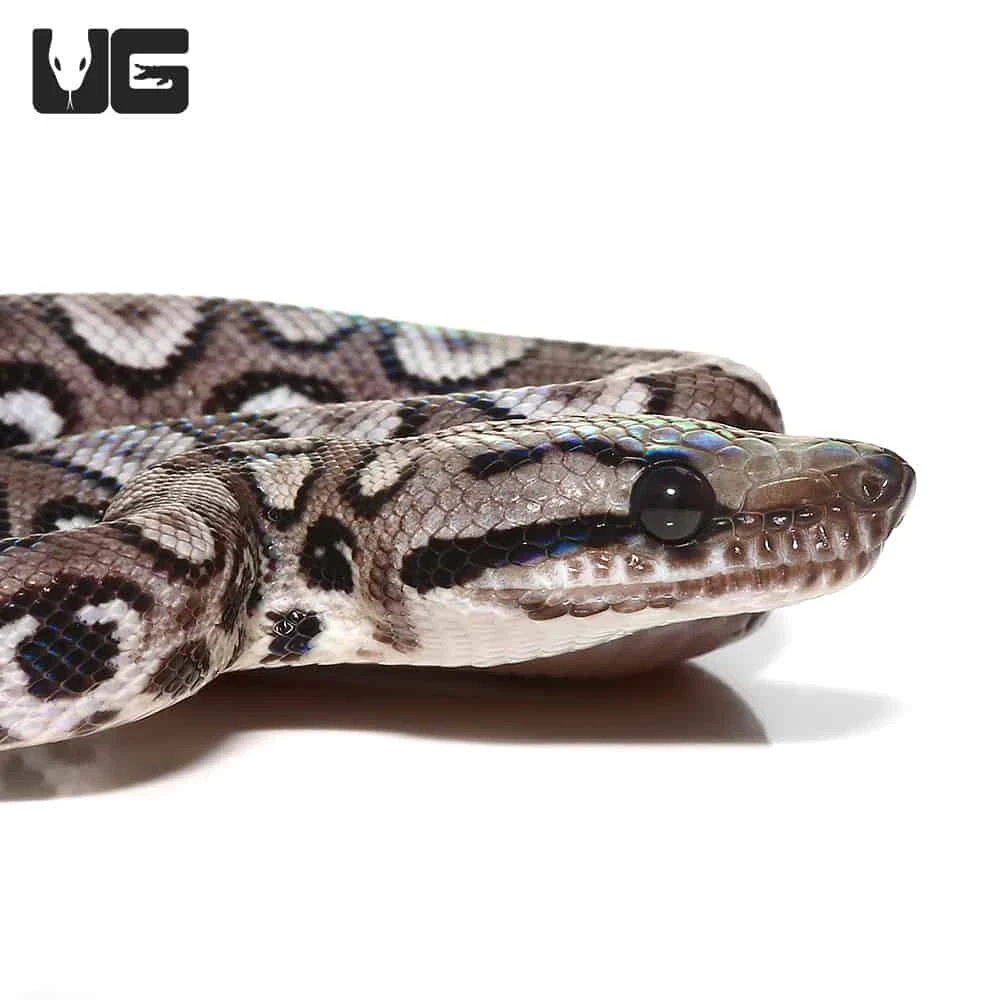 Baby Black Anery Brazilian Rainbow Boa #4 - Image 2