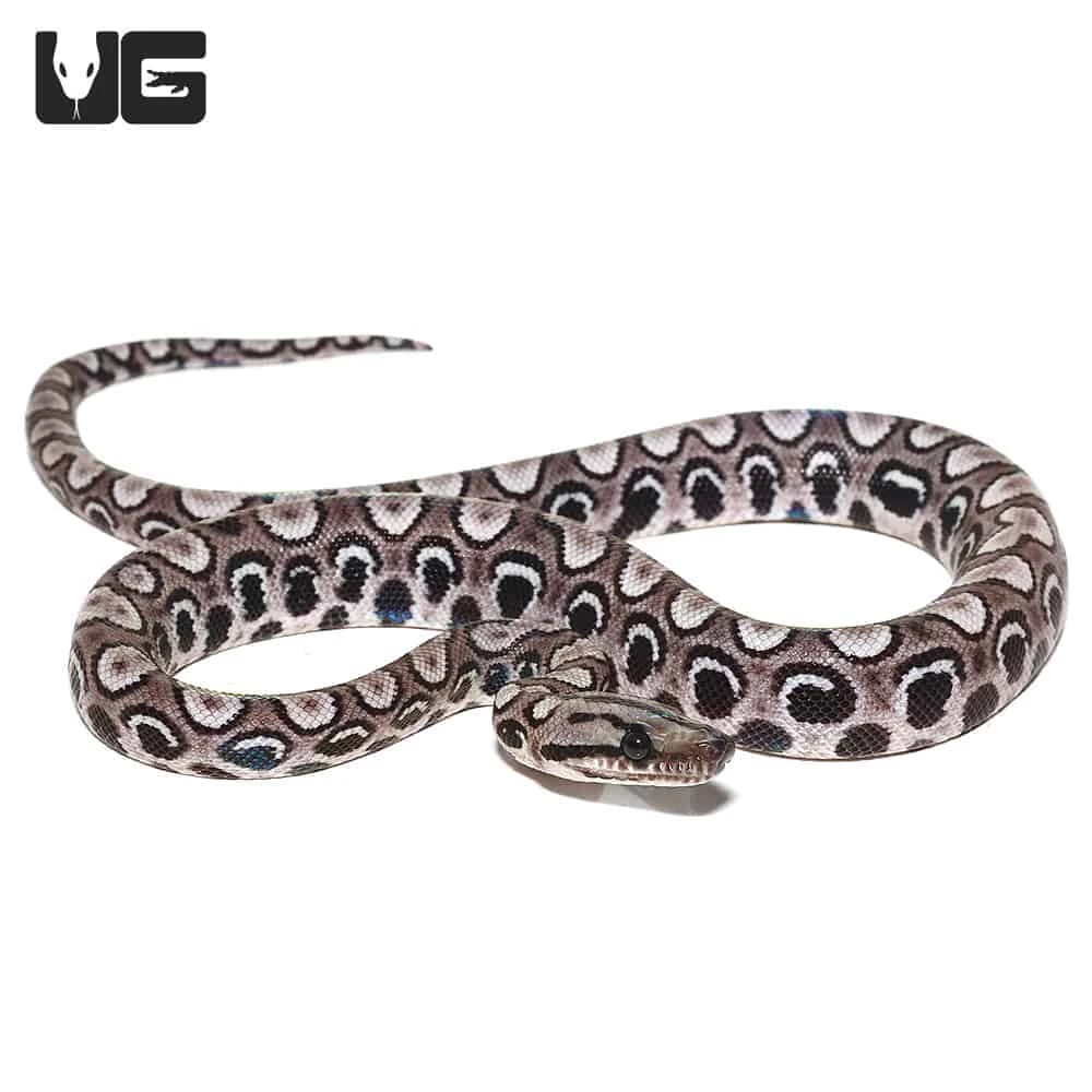 Baby Black Anery Brazilian Rainbow Boa #4 - Image 3