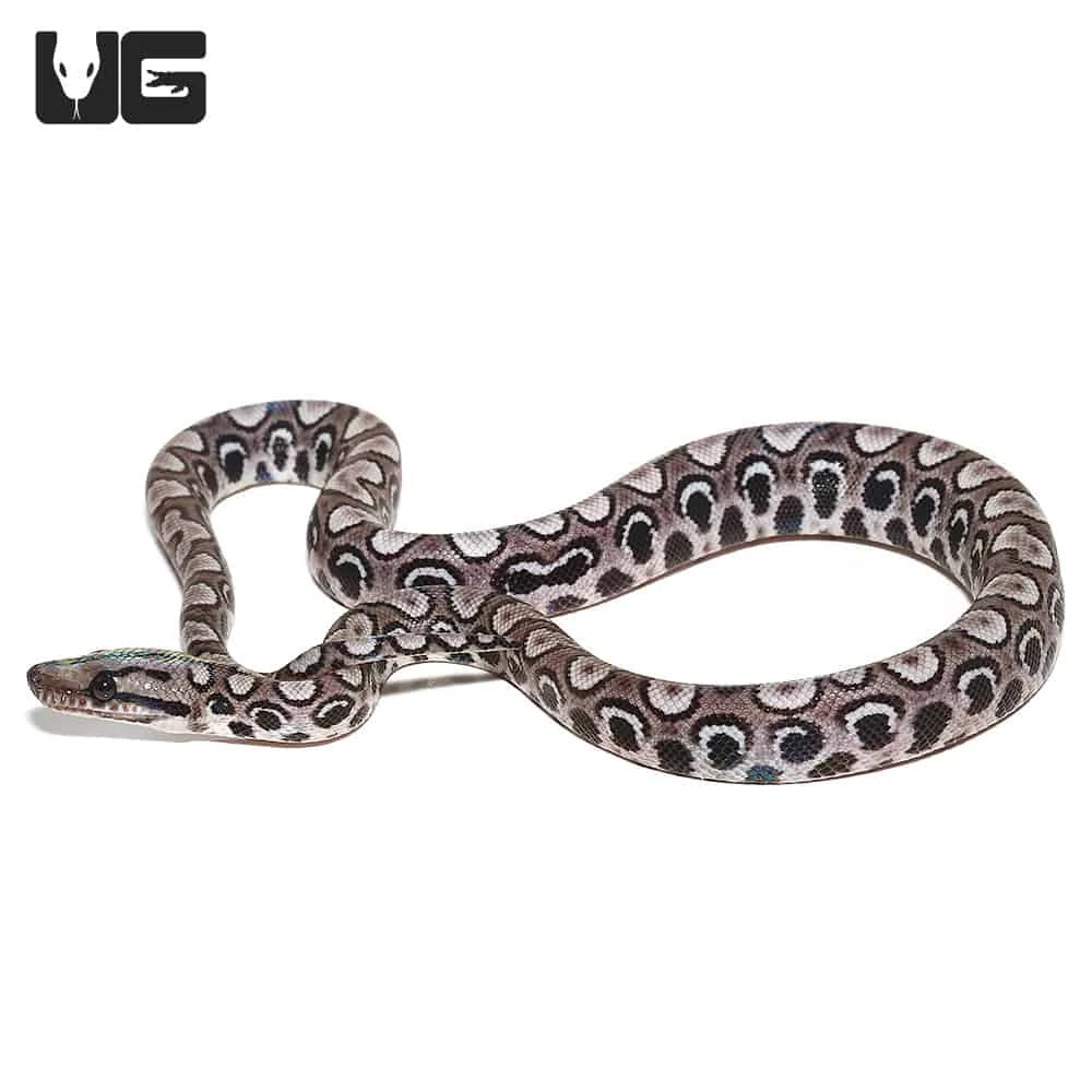 Baby Black Anery Brazilian Rainbow Boa #4 - Image 4