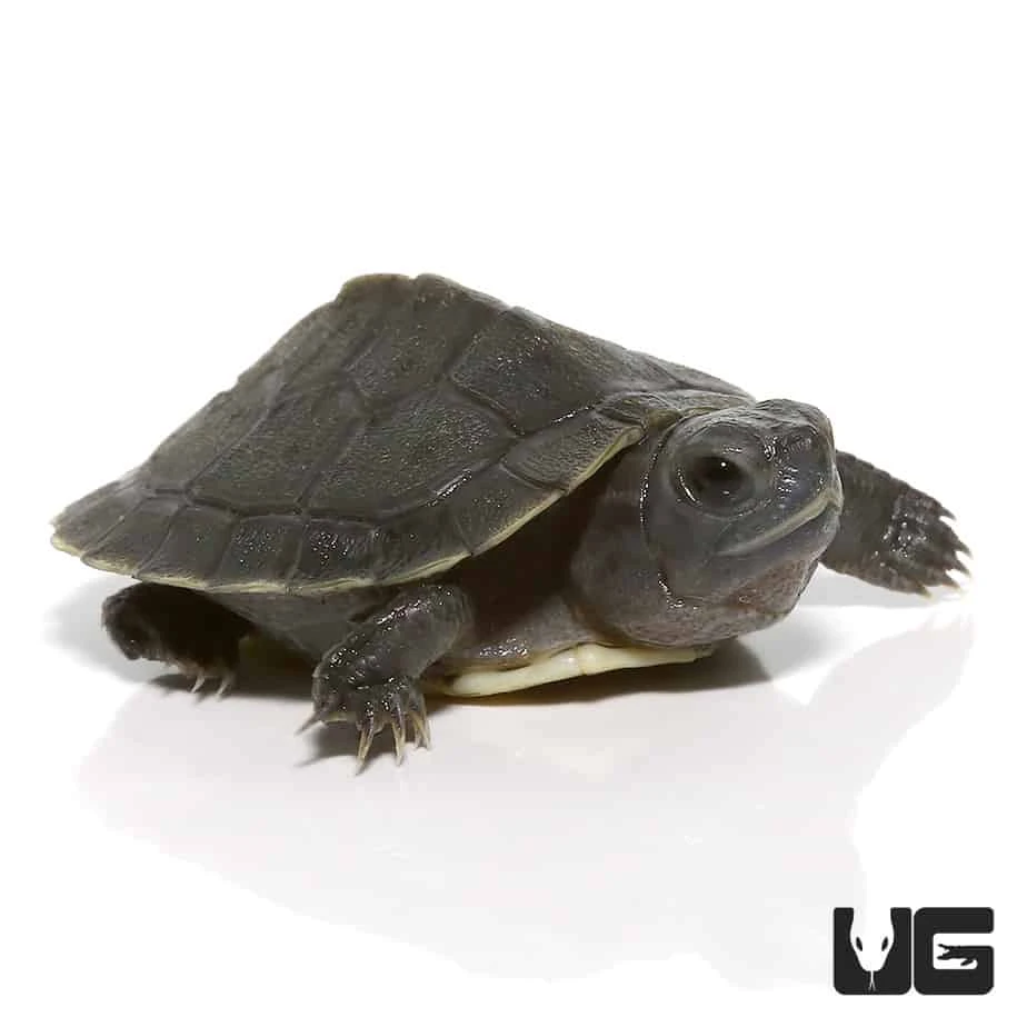 Black Pearl Red Ear Slider Turtle