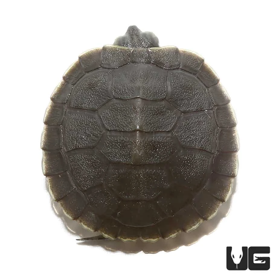 Black Pearl Red Ear Slider Turtle - Image 2