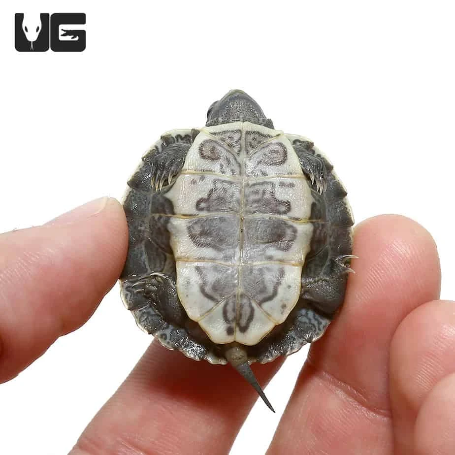 Black Pearl Red Ear Slider Turtle - Image 3