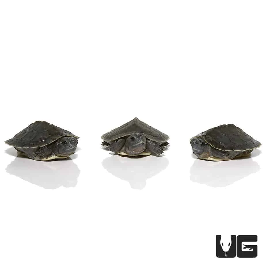 Black Pearl Red Ear Slider Turtle - Image 4