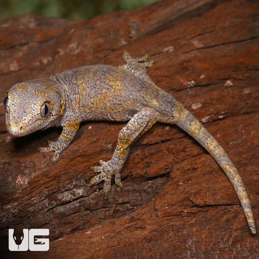 Baby Blotched Gargoyle Gecko - Image 2