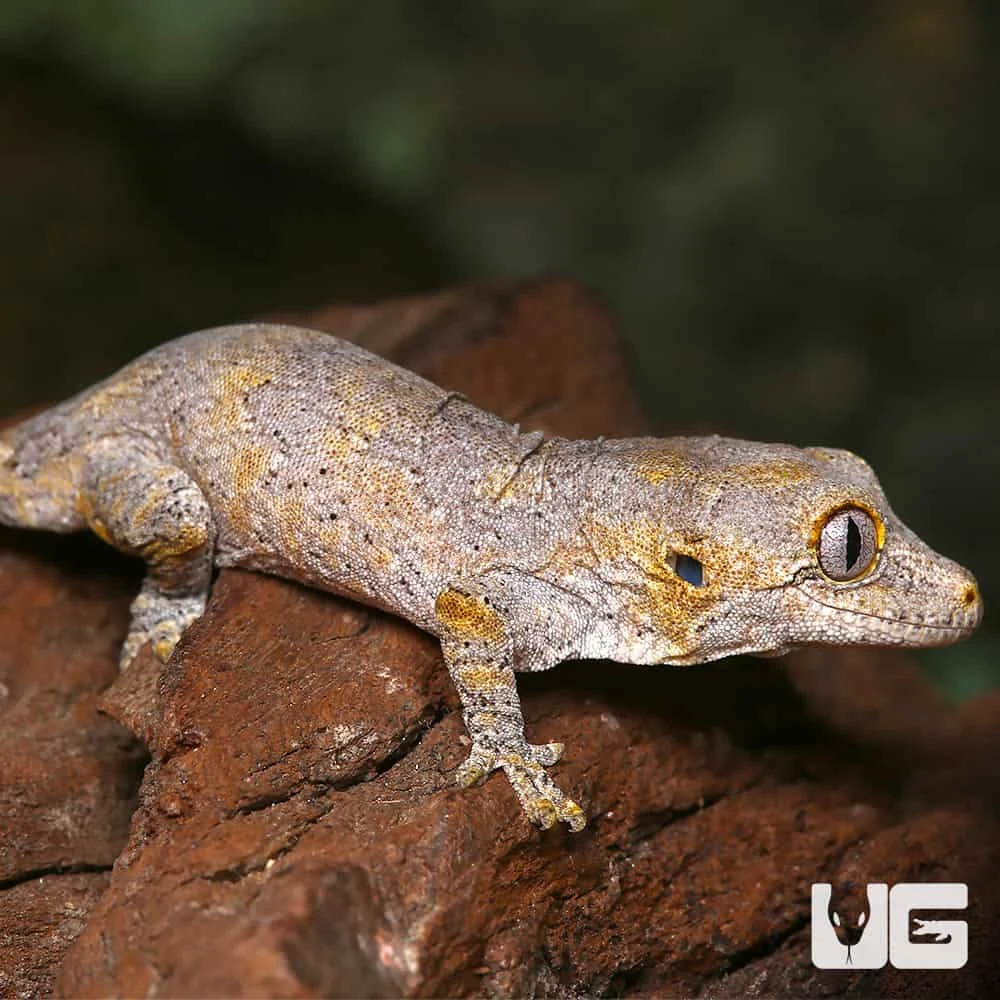 Baby Blotched Gargoyle Gecko - Image 3