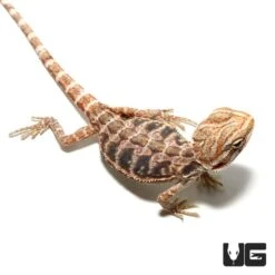 Baby Blue Bar Leatherback Hypo Bearded Dragon