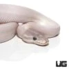 Baby Blue Eye Leucistic Ball Python