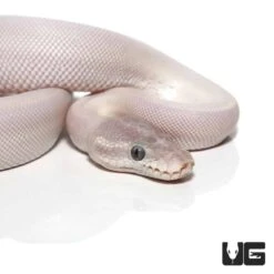 Baby Blue Eye Leucistic Ball Python