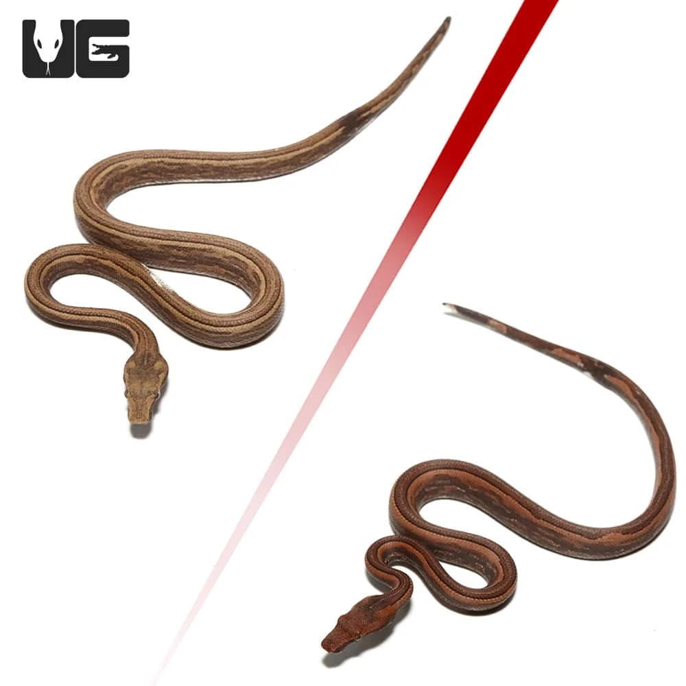 Baby Bold Stripe Indonesian Tree Boa - Image 3