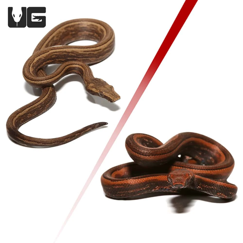 Baby Bold Stripe Indonesian Tree Boa - Image 4