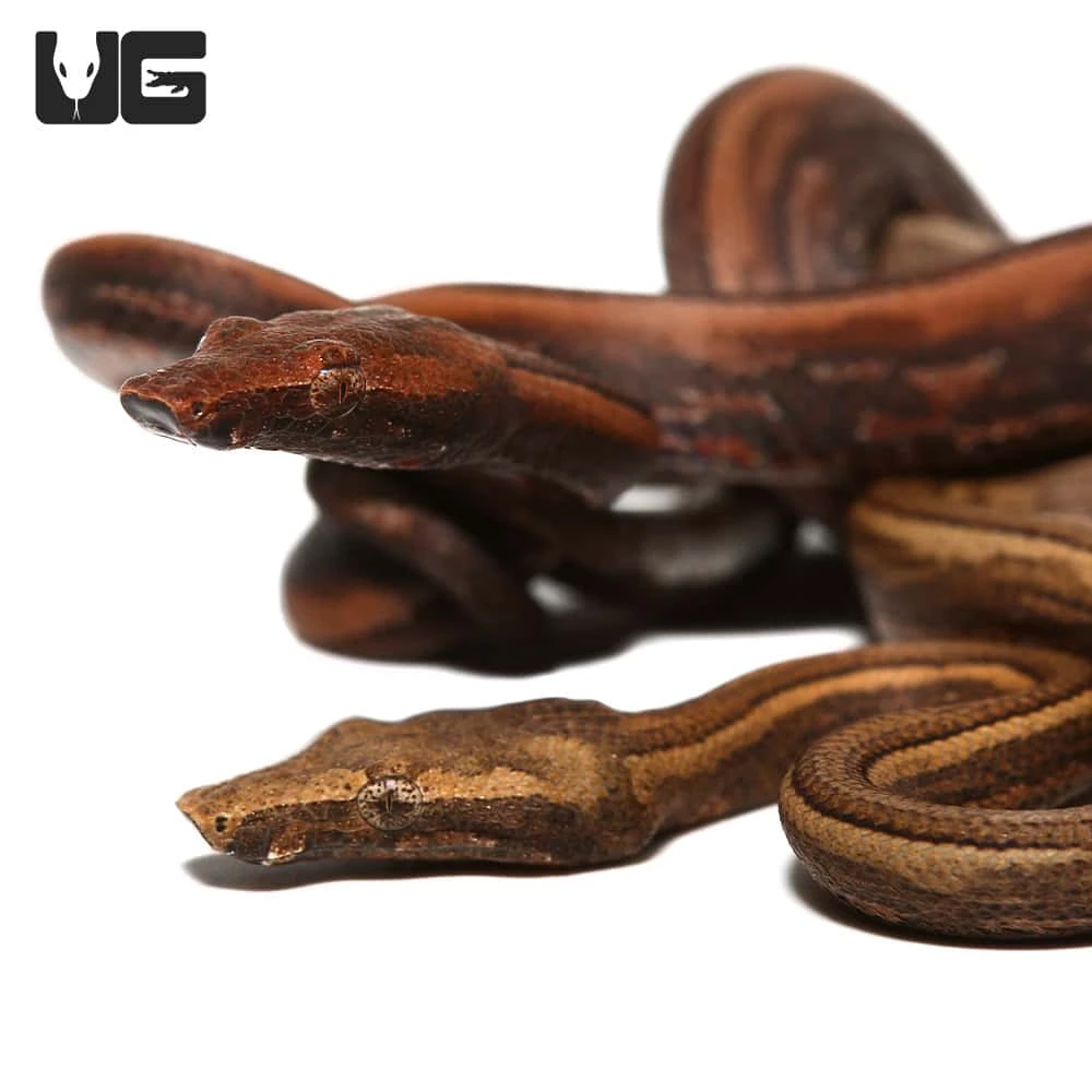 Baby Bold Stripe Indonesian Tree Boa - Image 2