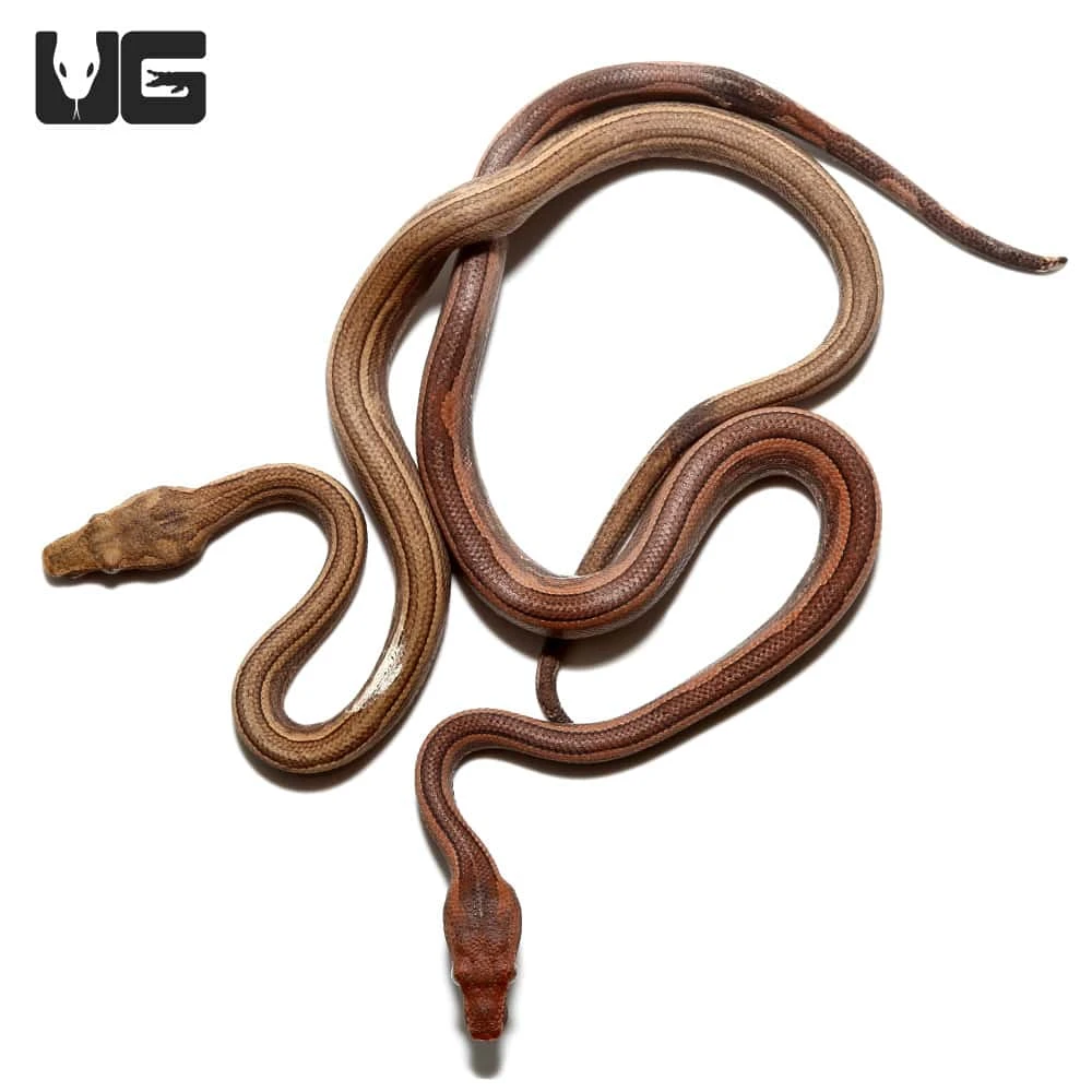 Baby Bold Stripe Indonesian Tree Boa