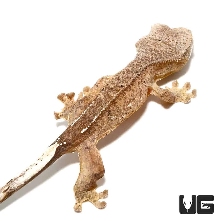 Baby Brindle Phantom Reverse Pinstripe Crested Gecko - Image 2