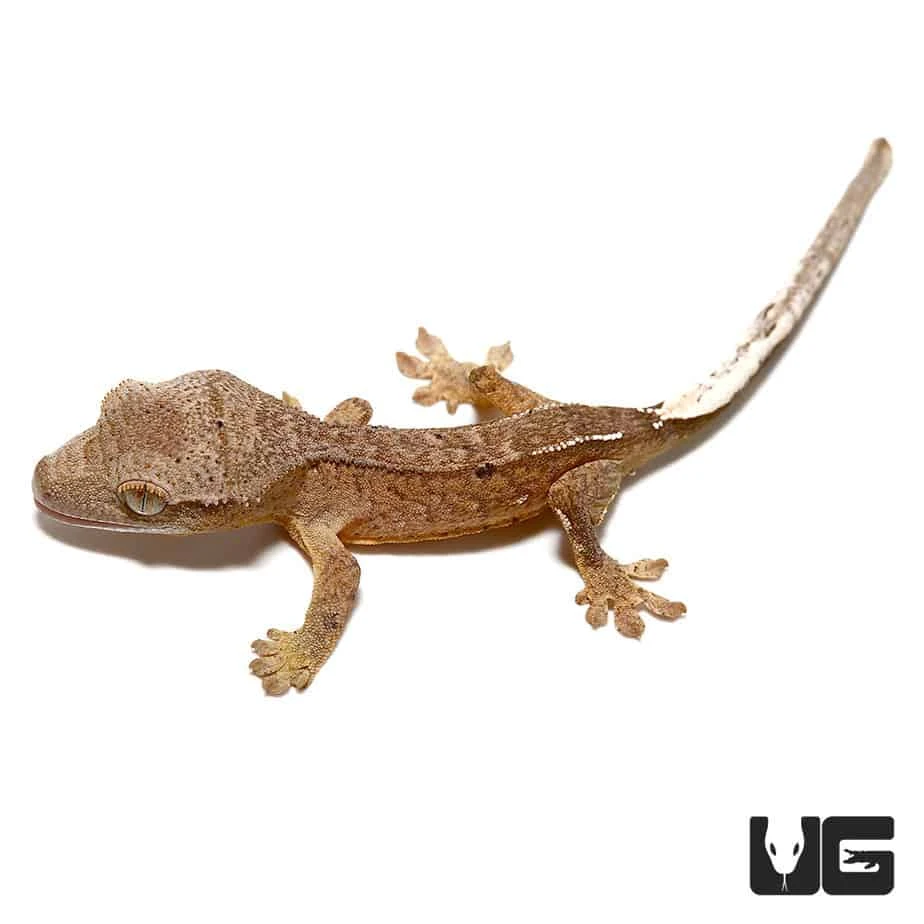 Baby Brindle Phantom Reverse Pinstripe Crested Gecko - Image 3