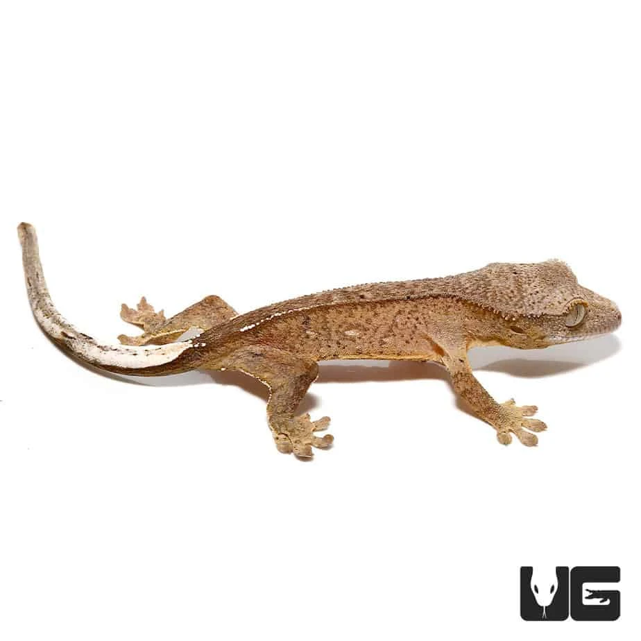 Baby Brindle Phantom Reverse Pinstripe Crested Gecko - Image 4