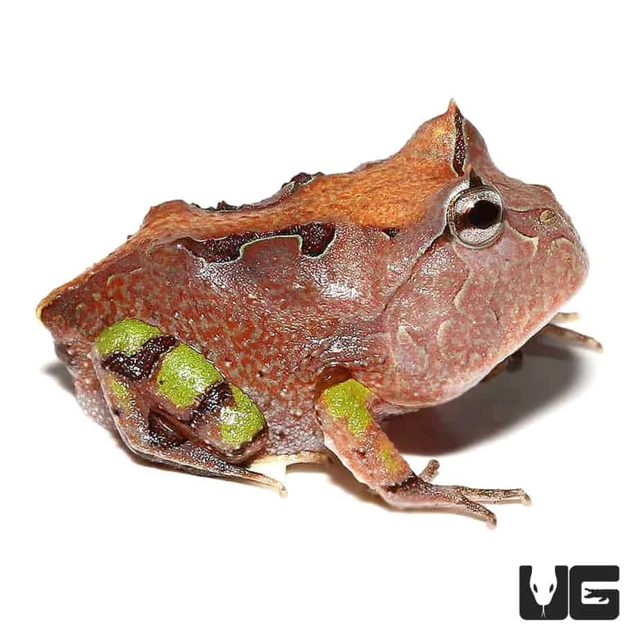Baby Brown Suriname Horned Frog - Image 2