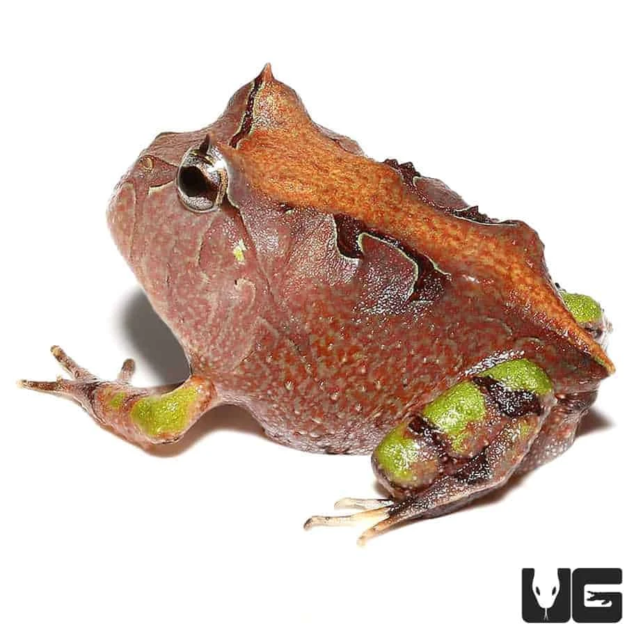 Baby Brown Suriname Horned Frog - Image 3