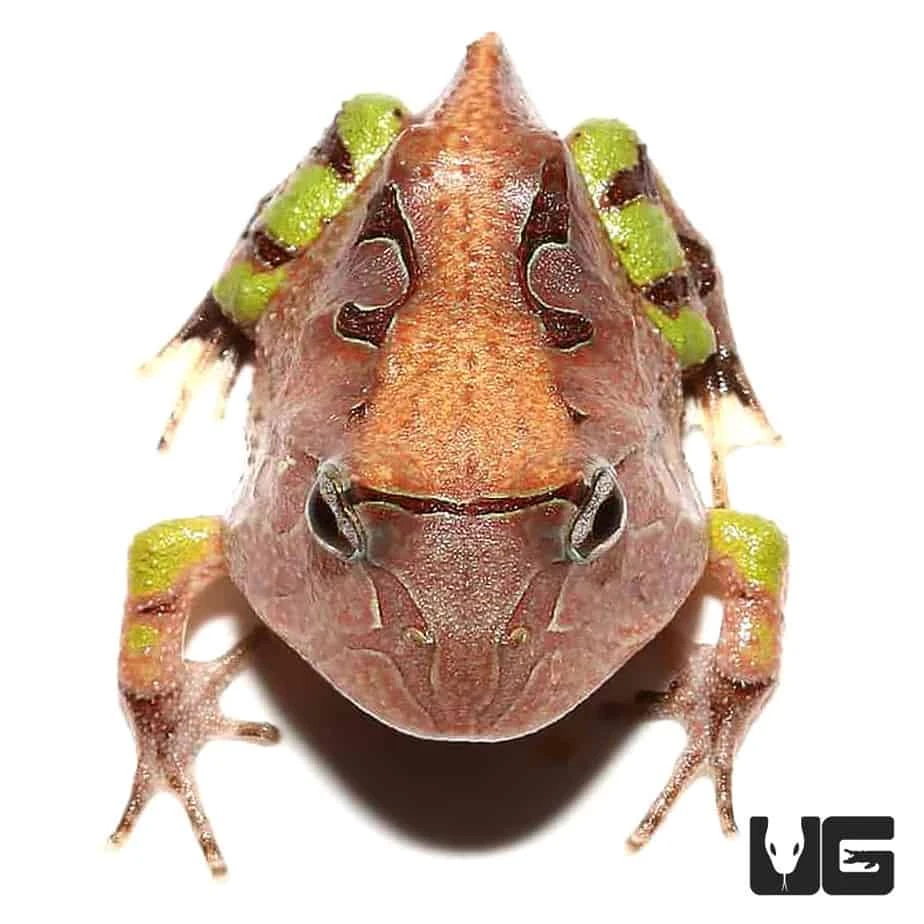 Baby Brown Suriname Horned Frog - Image 4