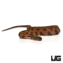 Baby Brown Water Snake