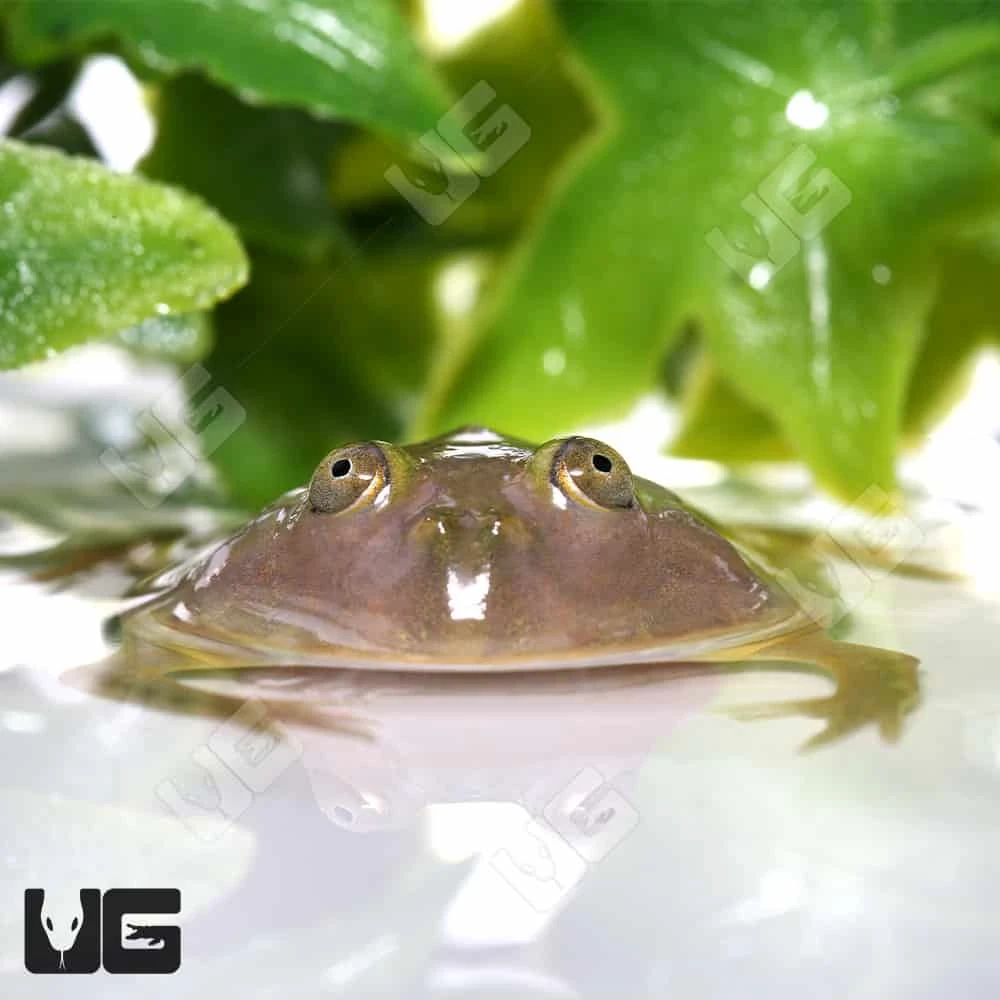 Baby Budgett’s Frog - Image 2