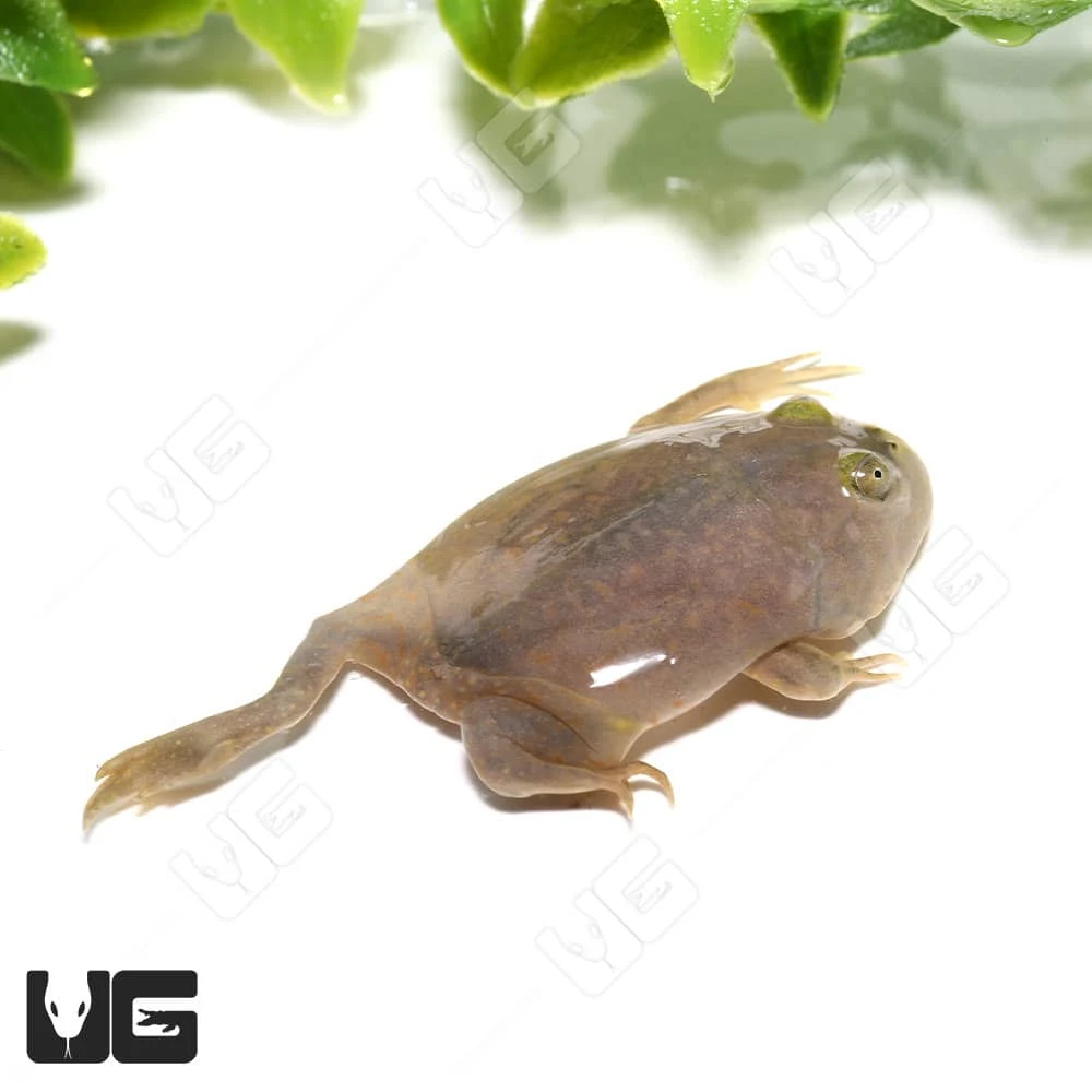 Baby Budgett’s Frog - Image 4