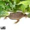 Baby Budgett’s Frog