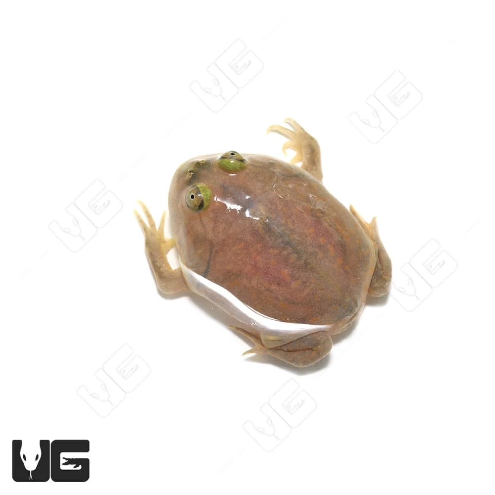 Baby Budgett’s Frog - Image 3