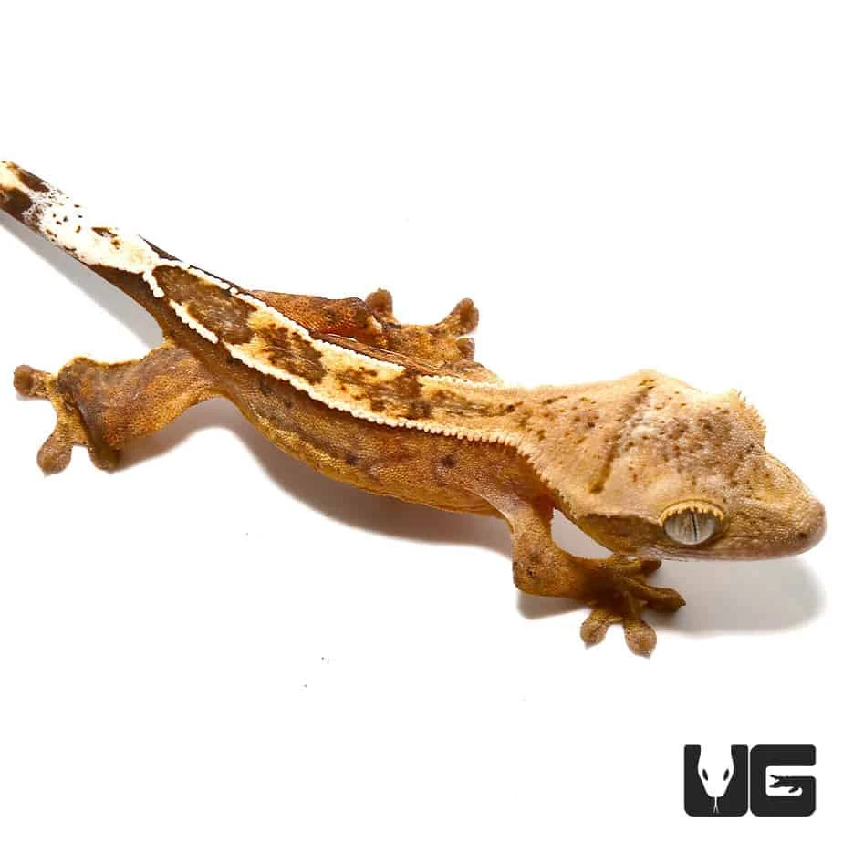 Baby Burnt Orange Reverse Pin Quadstripe Crested Gecko - Image 4