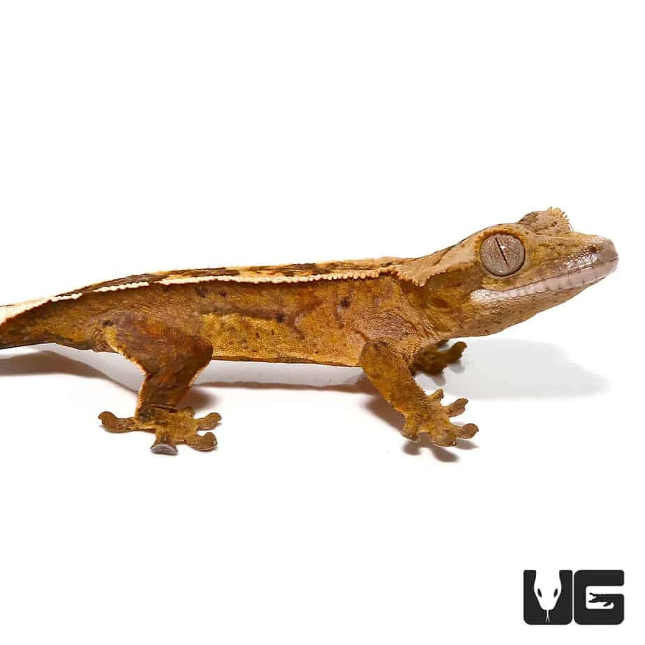 Baby Burnt Orange Reverse Pin Quadstripe Crested Gecko - Image 2