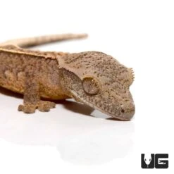 Baby C2 Brindle Partial Pinstripe Crested Gecko