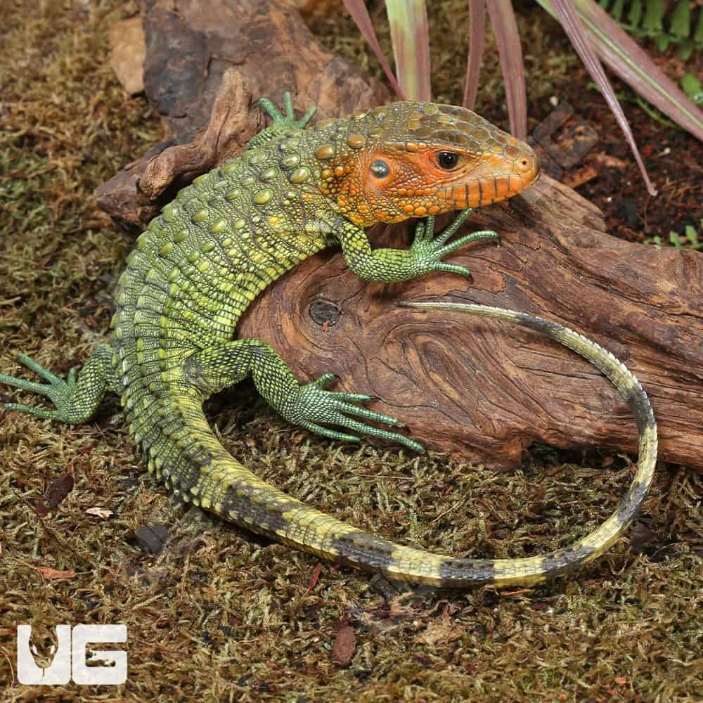 Baby Caiman Lizard - Image 4