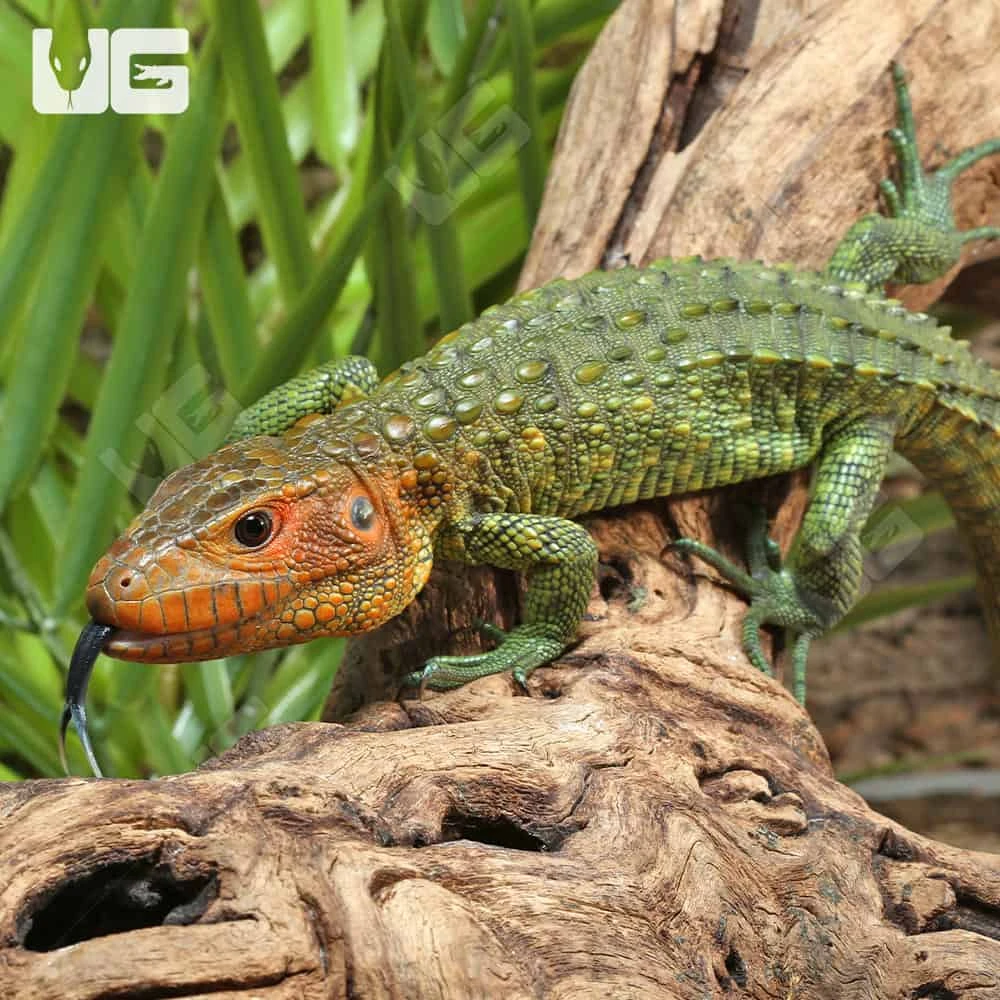 Baby Caiman Lizard - Image 3