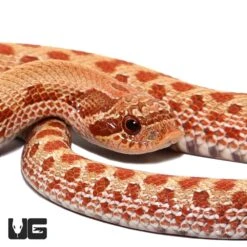 Baby Caramel Western Hognose Snake