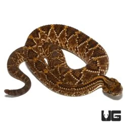 Baby Cascabel Rattlesnake