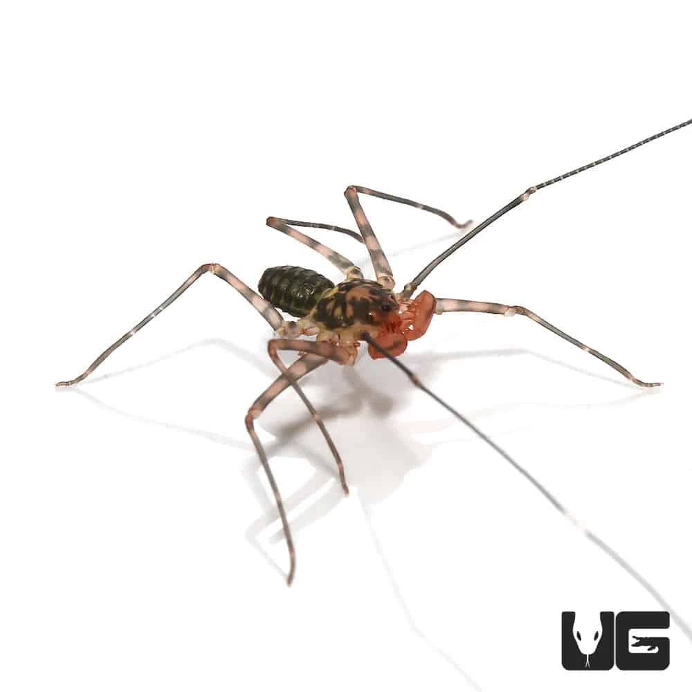 Baby Central American Tailless Whip Scorpion - Image 2