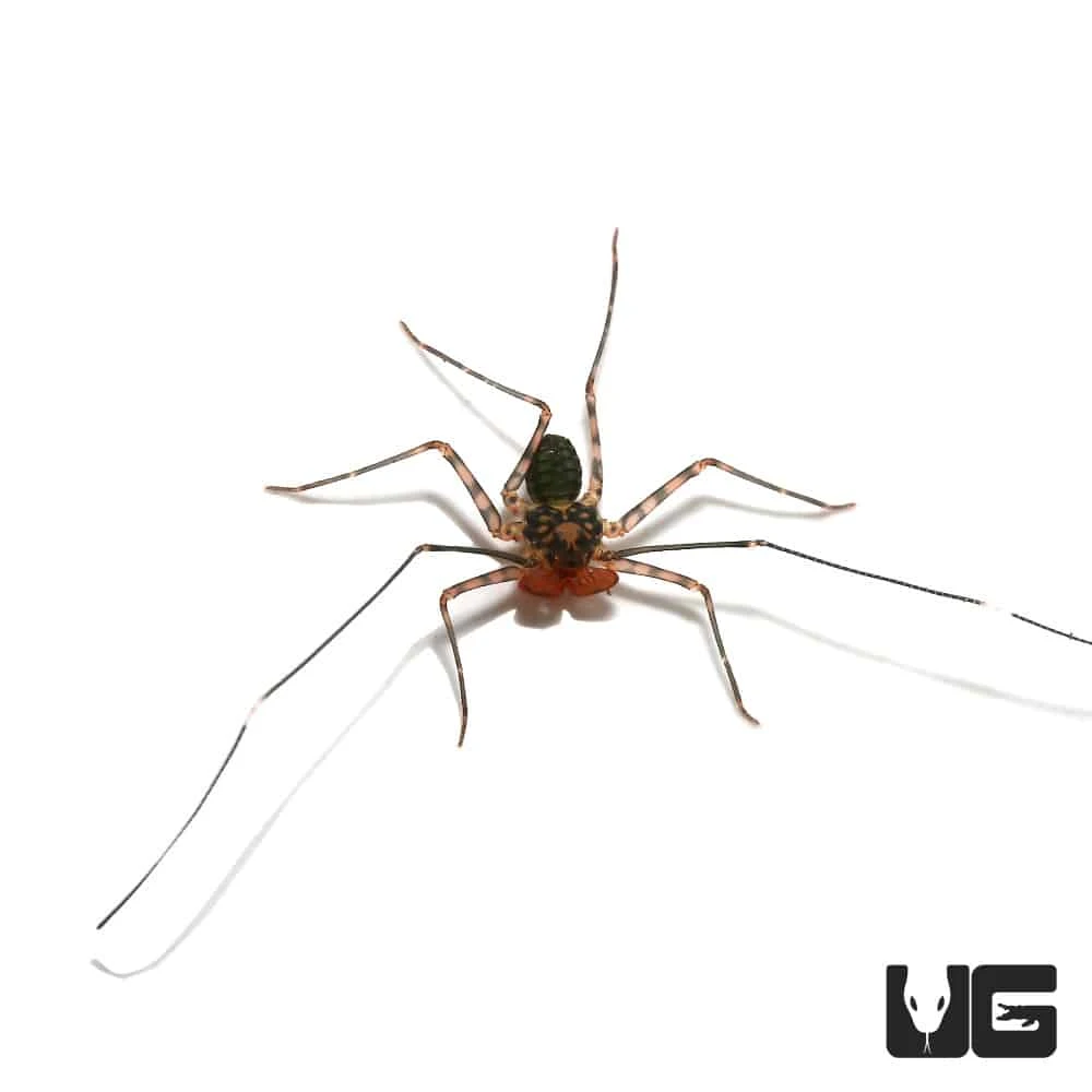 Baby Central American Tailless Whip Scorpion - Image 4