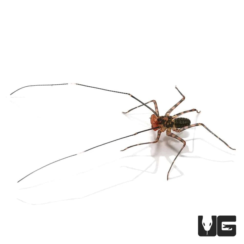 Baby Central American Tailless Whip Scorpion - Image 3