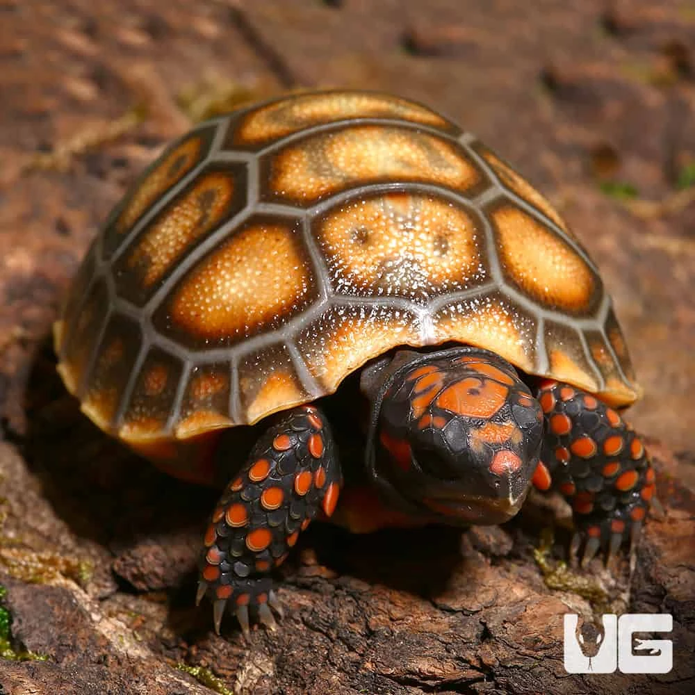 Baby Cherryhead Redfoot Tortoise #1
