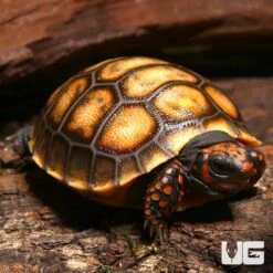 Baby Cherryhead Redfoot Tortoise #2