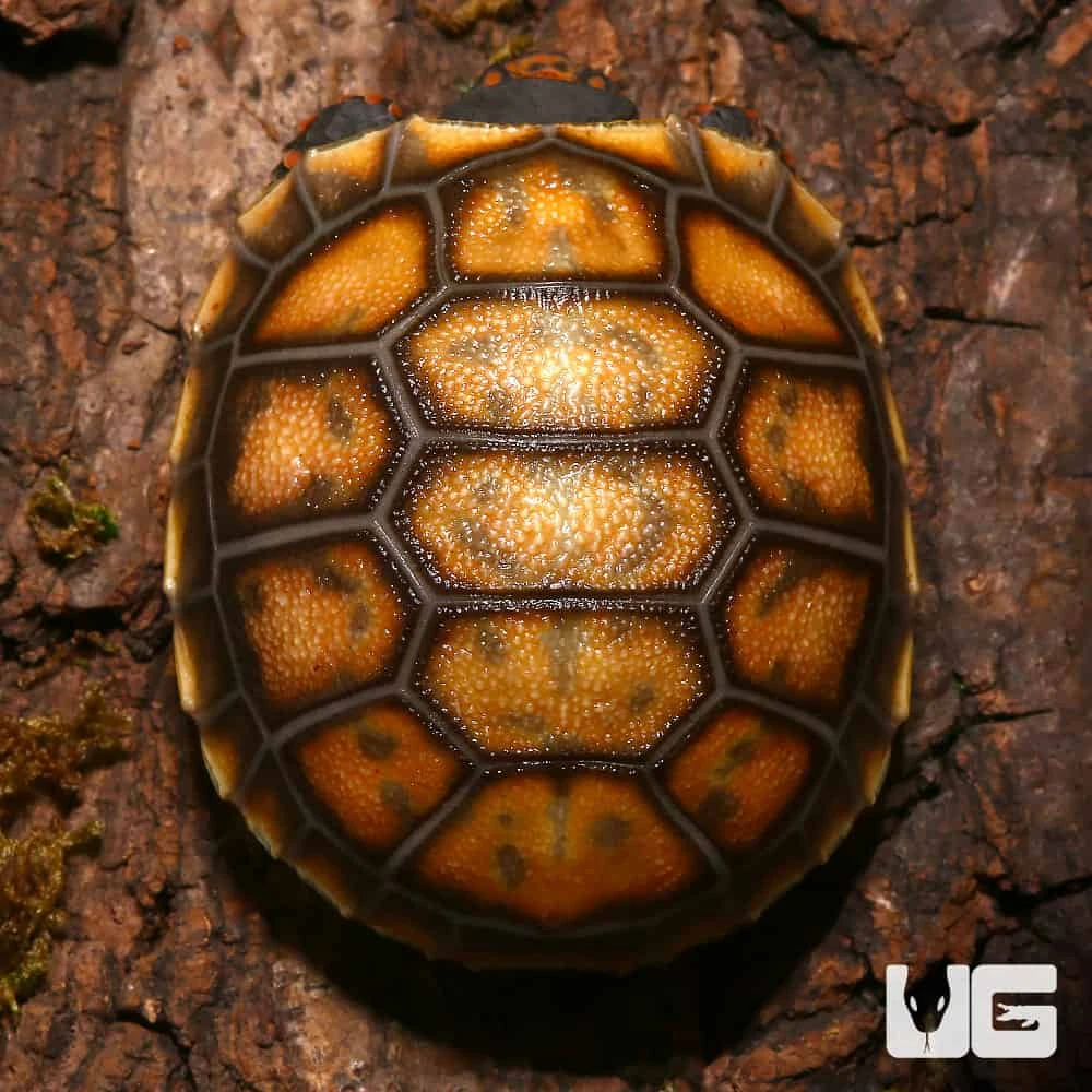 Baby Cherryhead Redfoot Tortoise #2 - Image 2