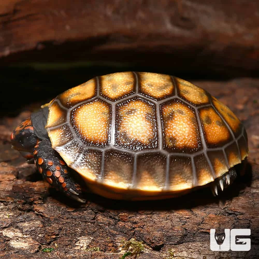 Baby Cherryhead Redfoot Tortoise #2 - Image 3