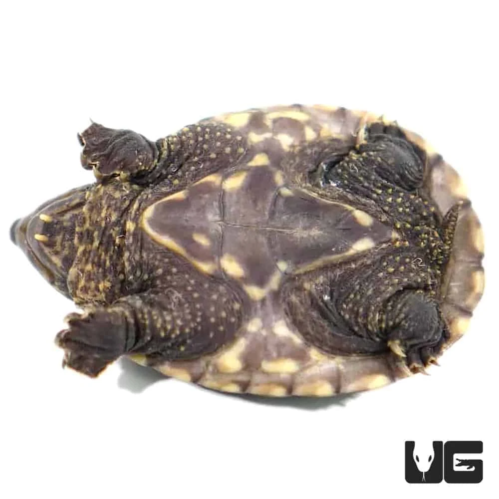 Baby Chiapas Giant Musk Turtle - Image 2