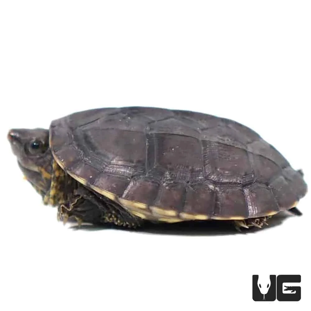 Baby Chiapas Giant Musk Turtle - Image 4