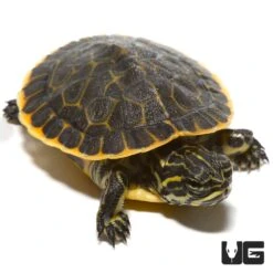 Baby Florida Chicken Turtle